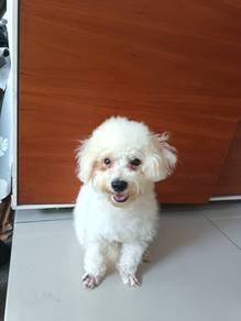 Toy Poodle 10 months