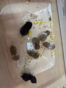 hamster syrian