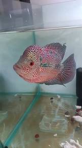 cc 5inch