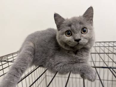 BSH For Rehome