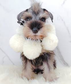 Schnauzer