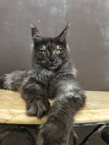 Black smoke maincoon