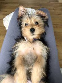 J3560 Squishable Silkse Yorkie Look Puppy Baby Pup