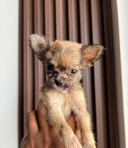 chihuahua-2