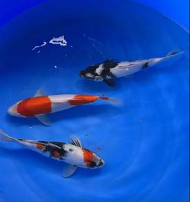 Japanese Koi