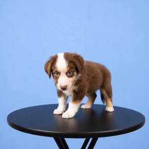 Border Collie Brown