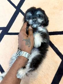 shihpoo puppies for sale
