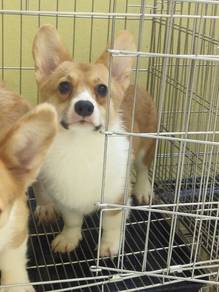 Corgi Puppy