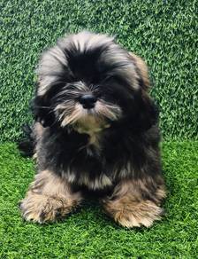 shihtzu 