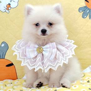 Pomeranian