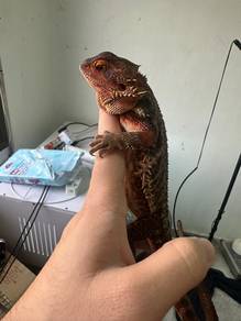 bearded dragon