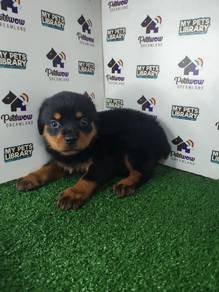Rottweiler with mka cert female