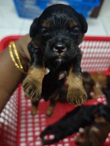 Toy Poodle (Fathers day promo)
