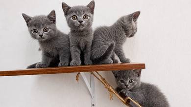 bsh blue 