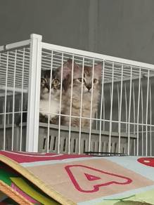 cari tuan baru cat