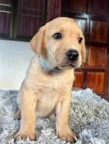 Labrador.