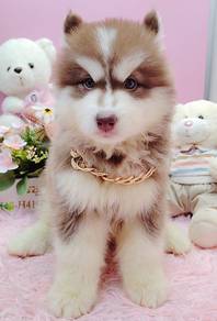Wooly Husky