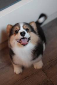 Corgi Puppy - Female