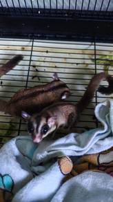 suger glider