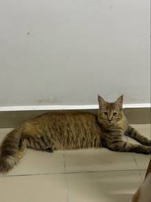 mainecoone + persian