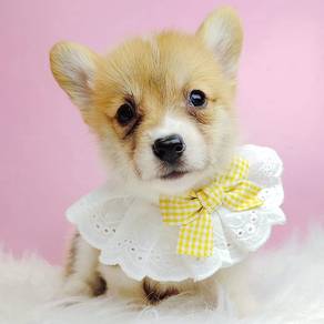 Welsh Corgi