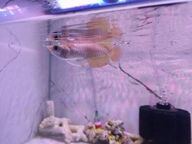 Shortbody Arowana Highback