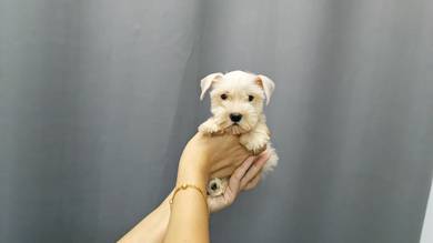 GGT-8600 Mini Schnauzer White coated