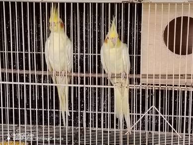 burung cockatiel 