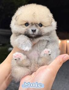 Pomeranian Bear Face Sable Male Puppy PROMO
