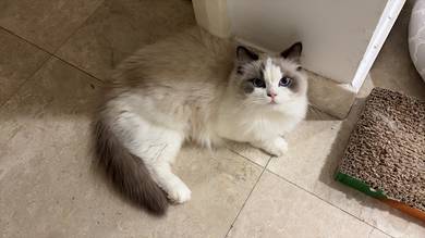 Finding cat lover owner for Yumi