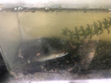 ikan haruan