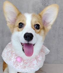 Corgi