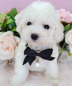 Bichon