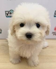 G44 Adorable Maltipoo Dog