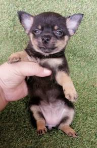 CHIHUAHUA PUPPIES T170🌷 Head Apple Female