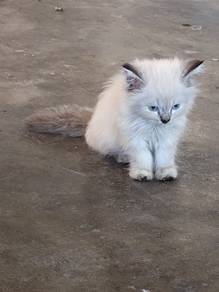 kucing parsi