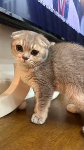 scottish fold male kitten