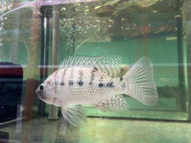 ikan tilapia Africa