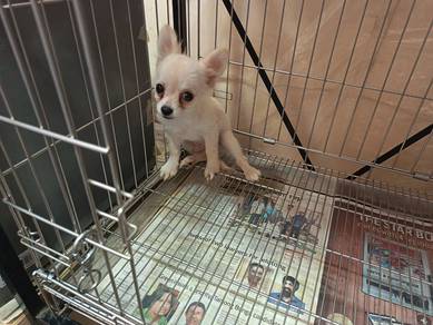 Tiny Chihuahua long coat Puppy