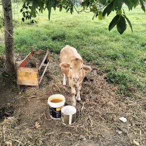 Lembu untuk dijual