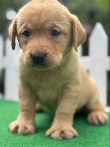 Champion linage Labrador