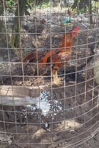 ayam baik