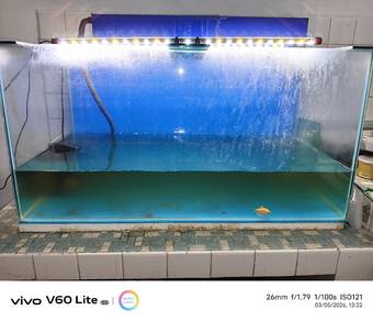 aquarium 3ft