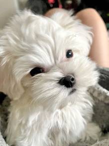 Chubby Maltese Snow White Baby Face Puppy Baby Dog