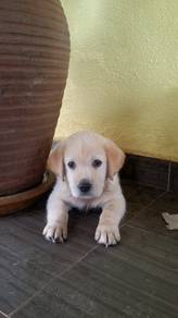 Quality Champion BigBone n Head labrador Retriever