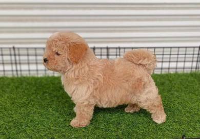 Quality Short Legs MaltiPoo (M) 高颜值 短腿马尔泰 男生2号