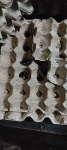 lipas dubia