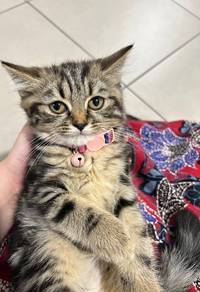 BSH marble female 3 bulan