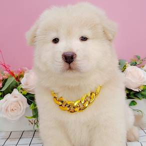 Chow Chow
