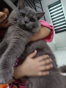 Rehome sepasang ragdoll seal poin & british l.hair
